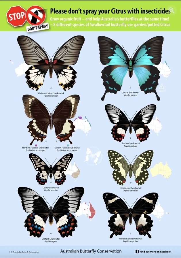 Overview Australia Butterflys Bogi post bundaberg organic gardeners